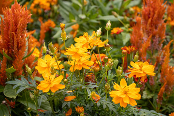Vibrant orange flowers and red foliage in garden