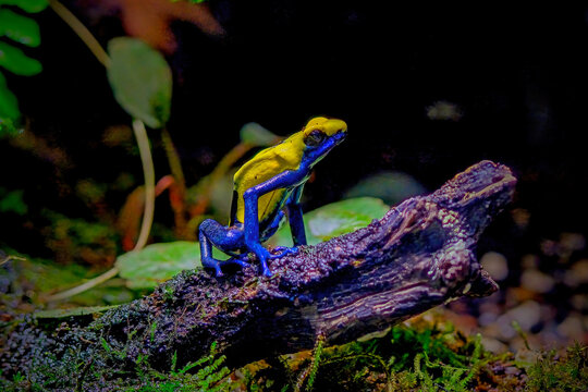 Dart frog dendrobates tinctorius azureus