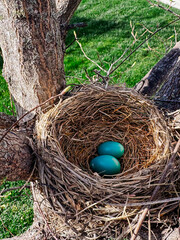 Vibrant robin eggs nestled in tree branches