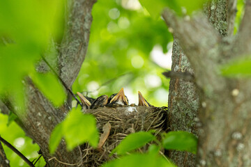 Sibling birds peeking from nest among vibrant leaves