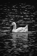 Goose swimming black and white with water ripples