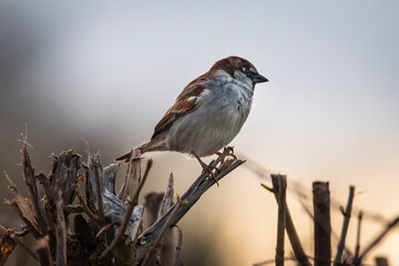 House sparrow perched on branch against blue hour sunset sky