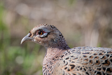 Female pheasant close up head portrait