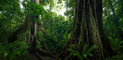 Rainforest with big trees in Costa Rica