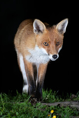 Red fox looking into camera