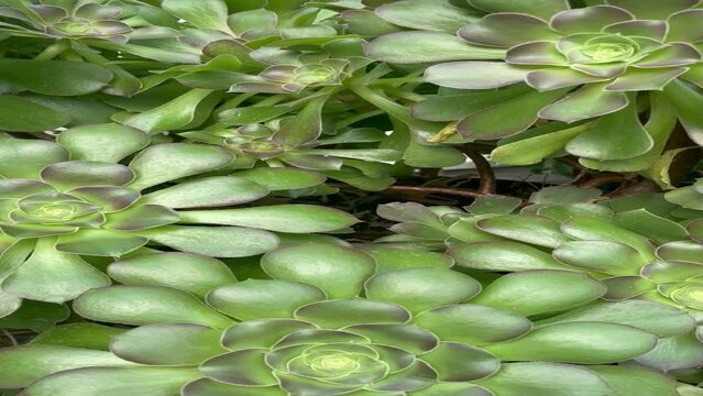 Vertical video of Aeonium canariense succulent plants growing indoors