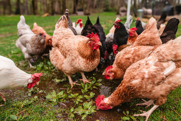 Close up of auburn chicken standing in the middle of feeding flock
