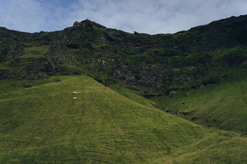 Woman walks along the green hill, landscape in Iceland.