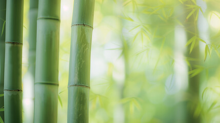 background of green bamboo in the morning rays. close-up of a fragment of a bamboo forest, half of the frame in blur place for text. bamboo trunks with leave. mocap for natural cosmetics, copy space