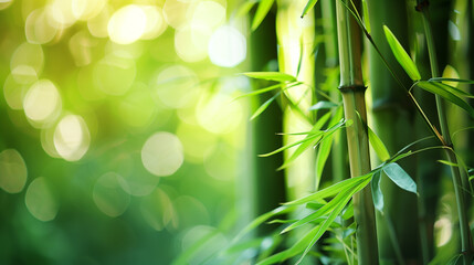 background of green bamboo in the morning rays. close-up of a fragment of a bamboo forest, half of the frame in blur place for text. bamboo trunks with leave. mocap for natural cosmetics, copy space