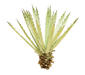 Tropical Agave bush plant isolated on white background.This has clipping path.