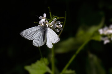 Closeup of Small White Butterfly (Pieris rapae) against a dark background