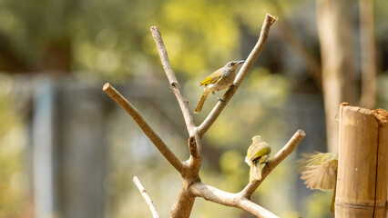 blue tailed bee eater perching on a twig with very beautiful green and orange feathers. natural blurred background