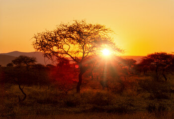 acacia african bush at sunset, typical in Sub Saharan Africa