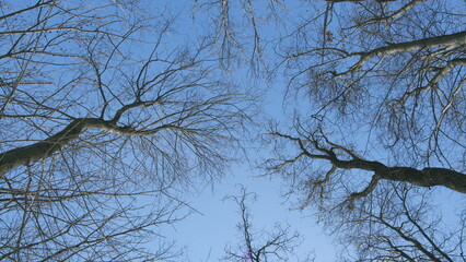 Low Angle View Of Bare Trees Against Sky. Three Bare Trees Standing Silhouetted Against A Clear...