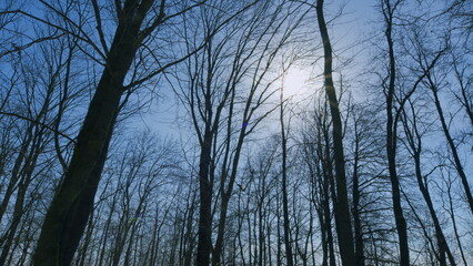 Fototapeta premium Trees Are Beautiful. Silhouetted Against A Vivid Blue Sky. Tree Against A Clear Blue Sky. Warm March Spring.