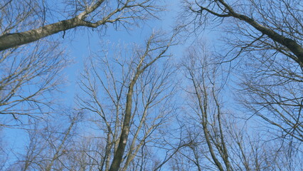 Leafless Maple Tree In Autumn. Natures Intricate Design. Silhouette View Of Tree Branches Against A Blue Sky. Lonely Trees Reaching Towards Sky.