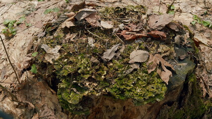 Obraz premium Reveal Beautiful Spring. Climate Change Problems. Deforestation. Gimbal Shot.