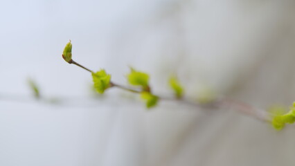 Spring birch leaves at sunny day. Green blooming birch leaves fluttering in the wind. Shallow depth...