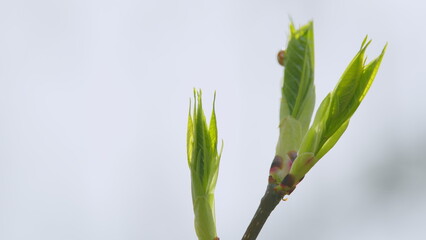 Young green leaves appear from buds on twigs in spring. Fresh young green leaves of twig tree...