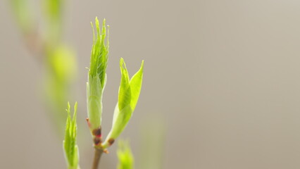 Young leaves on a tree branch in early spring. Green buds on branches in spring. Static view.