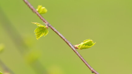 Dissolve the first leaves on the branches. Birch branches with new shoots with beautiful green leaves. Close up.