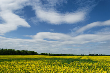 field rapeseed top view spring flowering rapeseed oil agroculture yellow color 
landscape sky clouds beautiful view