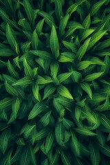 green leaves of a plant