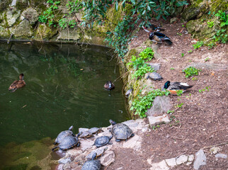 Lake with ornamental ducks and turtles in the forest.