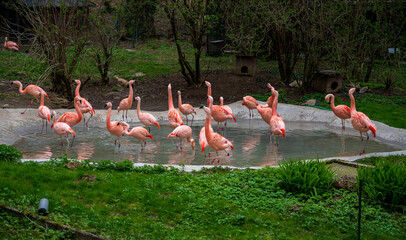 Flock of flamingos in concrete pond.