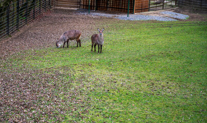 Two Waterbuck are grazing on green grass.