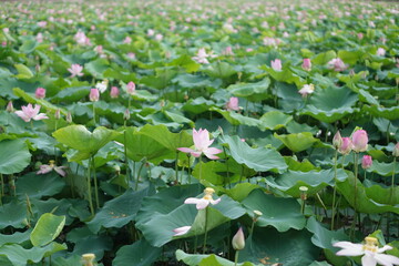 Lotus pond in the summer in Long An, Vietnam