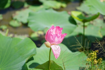 Lotus pond in the summer in Long An, Vietnam