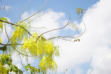 Cassia fistula blooming in the summer in Southern Vietnam, southeast asia