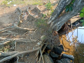 Tree root which is mostly out from land.