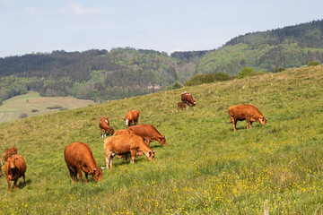 Krowy pasące się na łące. © Marcin
