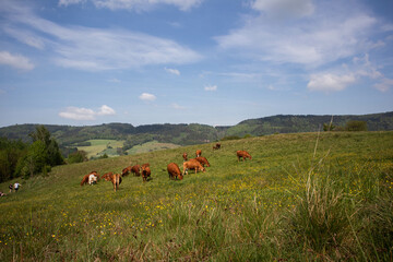 Krowy pasące się na łące. © Marcin