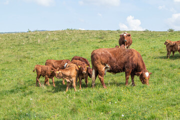 Krowy pasące się na łące. © Marcin