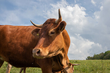 Krowy pasące się na łące. © Marcin