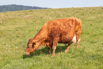 Krowy pasące się na łące. © Marcin