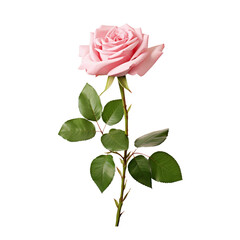Pink rose with leaves on the stem isolated on transparent background 