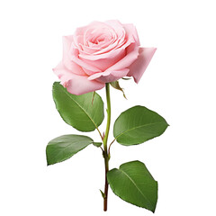 Naklejka premium Pink rose with leaves on the stem isolated on transparent background 