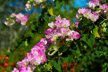 Bougainvillea or paper flower bloom
