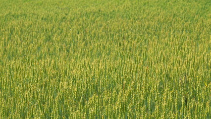 Agriculture industry in europe. Golden green rye or wheat swaying in wind. Production of bread....