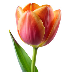 Close-up Isolated Flowers