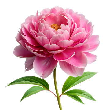 Close-up Isolated Flowers
