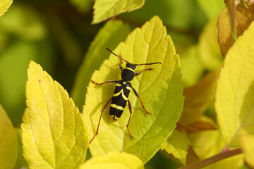 Close up Wasp beetle Clytus arietis of the family longhorn beetles (Cerambycidae) on leaves of Japanese spirea, Spirea Japonica 'Goldflame'. Spring, May, Netherlands.	