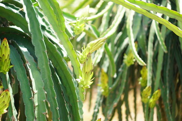 Dragon Fruit flower on a field in Chau Thanh, Long an, Vietnam