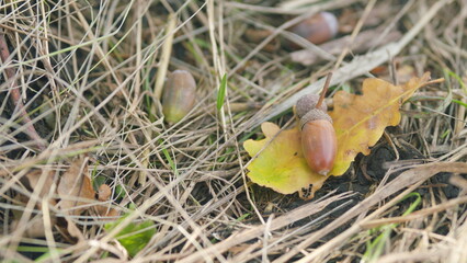 A crop of acorns lies on the ground. Autumn scene. Slow motion.
