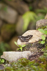 butterfly on the rock
